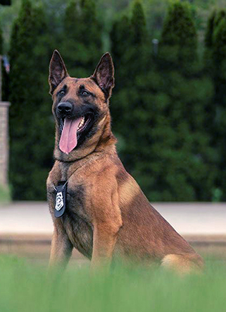 Greenfield K-9 Unit “Officer” Teller